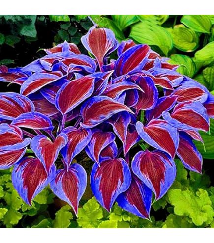 100 Semi Di Crescione - Piante Rampicanti Perenni Per Giardino, Balcone E Decorazione