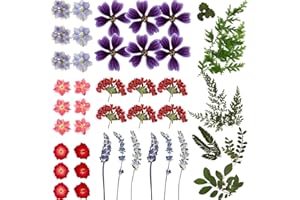 BBTO Flores Prensadas Secas Reales Flores Hojas Secas Coloridas Flor Seca Natural Múltiple para Bricolaje Fabricación Resina Epoxica Manualidades Joyería Colgante Uñas Decoración