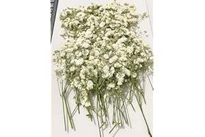HANDI-KAFU 50 pcs White Baby's Breath Real Natural Dried Pressed Flowers for Resin Art Craft DIY Making Wedding Card Home Party Décor