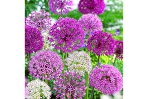 GardenersDream 5 x Mixed Allium Coronaria Bulbs - Spring Flowering Bulbs - Outdoor Plants for Gardens, Borders, and Containers - Healthy Hardy Garden Bulb - Grow Your Own Allium Bulb
