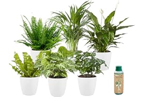 ‎ECOWORLD Ecoworld Real, Green Indoor Plants, Set of 6 Easy-Care and Air-Purifying Plants with Low Light Requirements, From Our Own Nursery with Planter and Indoor Plant Fertiliser, Pot Diameter 12 cm, Height