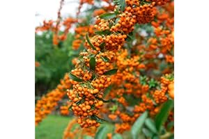 GARDENERSDREAM 1 X PYRACANTHA 'Orange Glow' Evergreen Shrub Hardy Garden Plant in Pot (9cm Pot, 20-30cm)