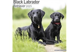 Black Labrador Retriever 2025 Square Wall Calendar | Dog Breed Calendar