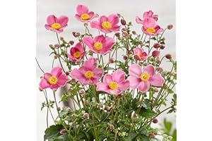 GARDENERSDREAM Anemone Plant - Fantasy Jasmine | Deciduous Flowering Outdoor Garden Perennial (20-30cm Incl. Pot)