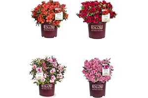 DECOALIVE Pack de 4 Azaleas Plantas Naturales con Flores de Exterior