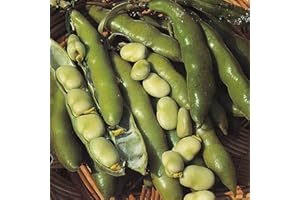 THOMPSON & MORGAN Broad Bean Seeds 'The Sutton' Vicia faba Fava Beans Hardy Annual Vegetable Garden Plants Easy to Grow Sow Your Own 1 Packet of 30 Seeds by Thompson and Morgan