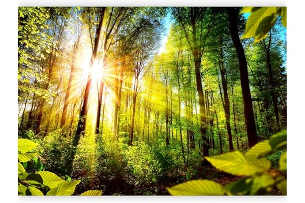 murando Fotomurales autoadhesivo Paisaje 343x256 cm Papel Pintado Decoración de Pared Murales Pegatina decorativos adhesivos 3d moderna de Diseno Fotográfico Bosque Paisaje azul b-B-0248-a-a