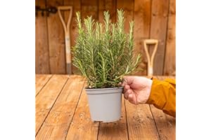 GARDENERSDREAM Rosemary Bush - Cooking Herb | Vegetable Garden Plant | Culinary Kitchen Fresh Aromatic Herbs Easy to Grow Your Own