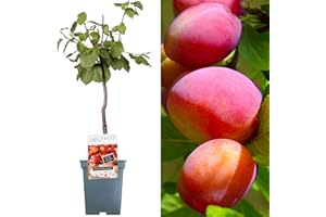 GARDENERSDREAM Patio Fruit Tree Collection | Various Premium Grade Fruits | Ideal for Small Gardens & Borders | Apple, Cherry, Plum, Nectarine, Peach & Pear Trees | 2-3ft ('Victoria' Plum Tree)