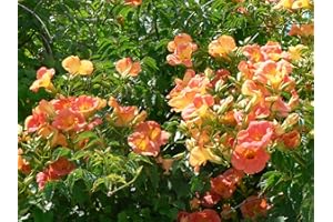 CLEMATITE.NET Bignone grandiflora