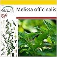 SAFLAX - Set per la coltivazione - Erba limoncina - 150 semi - Melissa officinalis