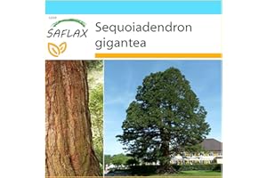 SAFLAX - Kit cadeau - Séquoia géant - 50 graines - Sequoiadendron gigantea