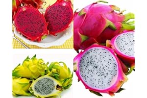 VIVAI VALTELLINA 3 PIANTA DI PITAYA VARIETA' GIALLA,ROSSA,BIANCA 30-40 CM, FRUTTO DEL DRAGO,ZAMORANO,GUYUTE, GOLDEN YELLOW VIVAIO AMAZONSEEDS