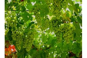 CLEMATITE.NET Vigne Chasselas Doré C3L
