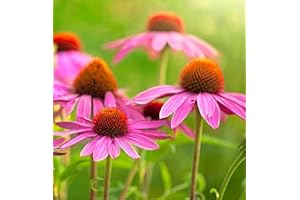 SEMISAUVAGE 100 Semillas de Equinácea púrpura (Echinacea purpurea) - sin tratar