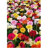 My Seed World Mixed Color Gerbera Flower Seed