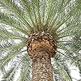 Phoenix Canariensis Date Palm Tree Canary Island Date Palm Tree 5 Fresh Seeds