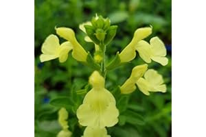 MID NURSERIES Salvia greggii ‘Lemon Light’- Salvia That is Ready to Plant Out- Comes Back Every Year (Hardy) - Flowers from Summer to Autumn- Loved by Bees (Middleton Nurseries) (P9(9cm Pot))