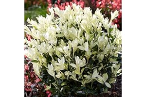 GARDENERSDREAM Euonymus Himalaya Garden Plant - Japanese Spindle Evergreen Outdoor Summer Flowering Shrub with Cream Flowers for Borders Patio in Pot (9cm Pot, 15-30cm)