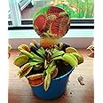 Venus Fly Trap Carnivorous Plant in 9cm Pot Dionaea Muscipula Flytrap (not Seed)