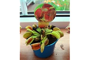 Piège à mouches Venus Carnivore en pot de 9 cm