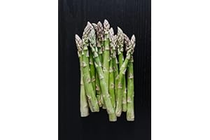 ROOT SOURCE Asparagus Plug Plants Grow Your Own Vegetables 'Ready to Plant Now' (6)