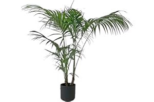KENTIS - Howea Forsteriana Kentia - Palma Vera - Piante da Interno - Pianta Tropicale - Pet Friendly - H 170-180 cm Vaso Ø 24 cm