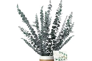 ‎ZJTAPE ZJTAPE Eukalyptus Getrocknet - Natürliche Trockenblumen, 16 Stück Enthält Grußkarten, Eukalyptus echt ewig Haltbare Trockenblumen Dekoration für die perfekte Hochzeit、Blumen Arrangements Heim Decor