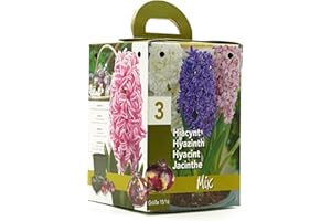 GREENBROKERS Mixed Hyacinth Gift Box | Complete Growing Kit with 3 Mixed Colour Hyacinth Bulbs | Bee-Friendly | Ideal Present for Any Occasion | Easy to Grow Indoors