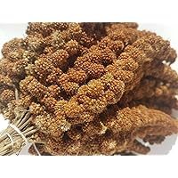 Zoo-Papp Kolbenhirse rot 2kg | 2 kg Hirsekolben Wellensittich Kanarienvogel Nymphensittich Hamster | Rote Hirse…