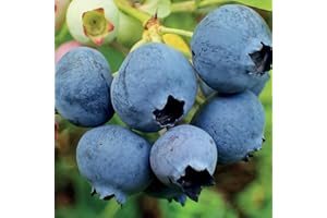 BAUMSCHULE WEDROWSKI W Myrtille Tardive Elliot 1L - Plante de Jardin, Arbres fruitiers - la Décoration Parfaite pour Votre Propriété - Pour les Débutants et les Jardiniers Professionnels