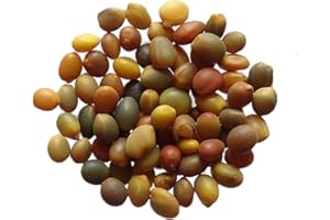 LA LETTRE S SHOP Trèfle de Perse - 40 Grammes - Trifolium Resupinatum L. - Reversed Clover - (Engrais Vert - Green Manure) - SEM01