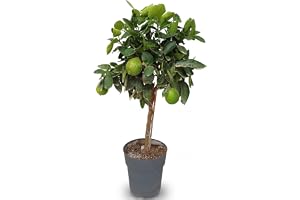 Sunny Tree – limeträd – 3 år gammal – Citrus Latifolia – citrusplanta – frukt – 90 centimeter – A+ vara