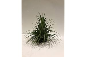 BIOTOPE AQUATICS LTD Tillandsia Aire Planta Ionantha Ionantha