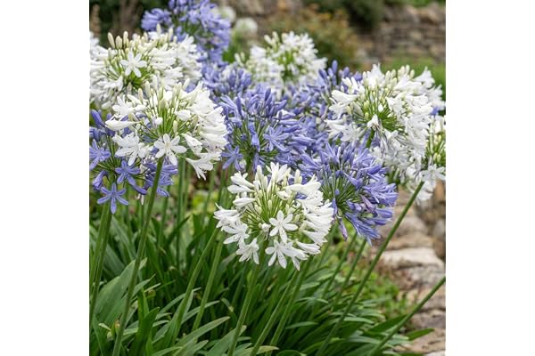 Agapanthus africanus Bleu-Blanc Twister - 4 Fleurs à Planter Exterieur - Vivaces & Rustique - Plante Exterieur Jardin - Naturelle Plantes de Hollande (pas de graines, non artificielle)