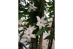 CLEMATITE.NET Jasmin Blanc Officinalis C 3 Litres