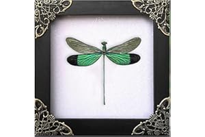 VINATIMES Real Clear Wings Dragonfly Framed Insect Dried Bug Dead Beetle Shadow Box Black Wooden Frame Taxidermy Specimen Display Oddity Tabletop Standable Wall Hanging Home Decor K12-83-TR