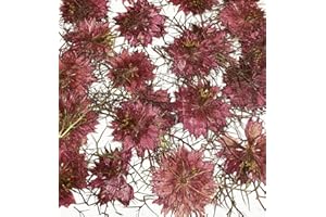 HANDI-KAFU 12 Stück lila rot Nigella Damascena echte natürliche getrocknete gepresste Blumen für Harz Kunst Handwerk DIY