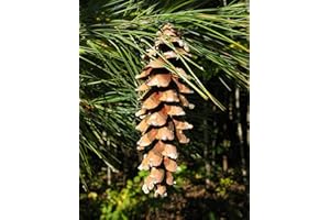 GREEN FUTURE PFLANZENHANDEL Weymouth-Kiefer Pinus strobus Pflanze 15-20cm Weymouthskiefer Strobe Kiefer