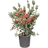 Callistemon Citrinus - 90cm - Bottlebrush - Putzer