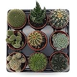 Set piante grasse vere (9 piante)