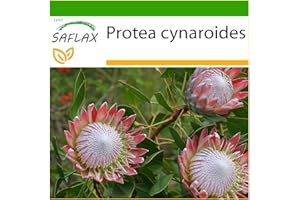 SAFLAX - Protée royale - 5 graines - Avec substrat - Protea cynaroides