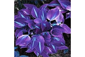 TOYHEART Premium Blumensamen, 1 Beutel Hosta Seeds Aesthetic Easy Grow 3 Farben Natürliche Blumensamen Für Den Garten Lila-Weiß