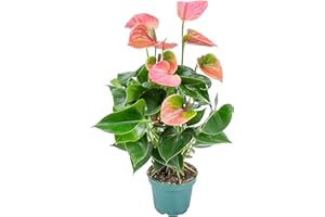 Anthurium 'Aristo' Rose - Flamingo Plant - Plante d'intérieur - Entretien facile ⌀12 cm - 30-40 cm