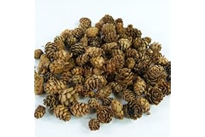 CRAFTPLAY Larch Cones | 125 gram Bag (Approximately 98 pcs) | Natural Crafts | Potpourri