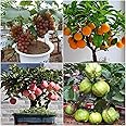 Hybrid Dwarf Fruit Seeds Combo Pack Apple, Grape, Guava, Orange 5 Seeds Each- Grow Indoor & Outdoor