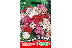 Germisem Herald of Spring Semillas de Clavos de Olor 1 g (EC1522)