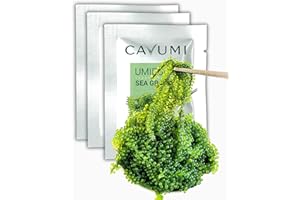 ‎HANA KIMCHI CAVUMI Sea Grapes 3x25gr / Meerestrauben als Algen Snack/Getrocknete Seealgen/Umibudo als knackiger Grüner Kaviar