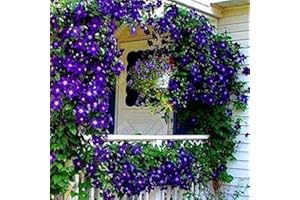 BENOON Clematis, semi rampicanti per piante rampicanti per fiori, per casa, ufficio, decorazione viola scuro per donne, uomini, bambini, principianti, giardinieri, regalo