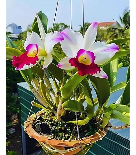 Banrujjeder Orchid Bagan Private Limited Orchidwala Dendrobium